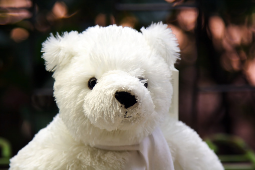 Portrait of white teddy bear doll.