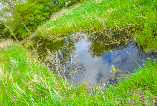 istock Natural panorama view with moor water coast trees forest Germany. 1424872993