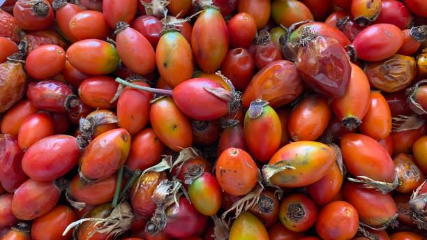 rosehip - dogrose imagens e fotografias de stock