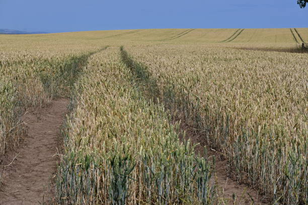 istock Wheat field on sunny summers day 1424874413