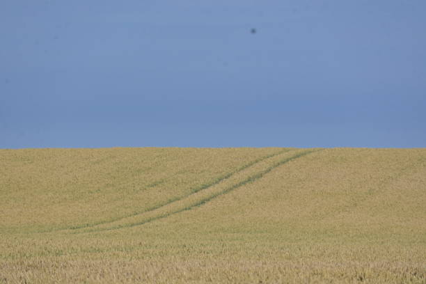 istock Wheat field on sunny summers day 1424874482