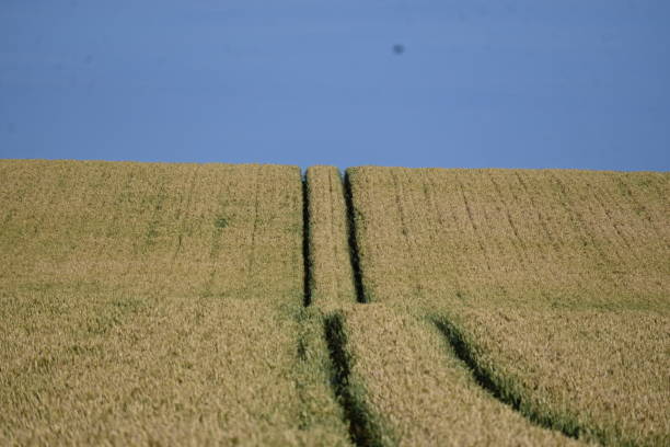 Wheat field on sunny summers day