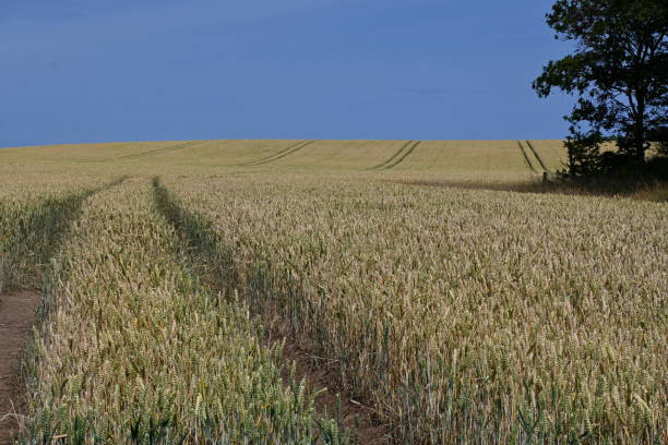 Wheat field on sunny summers day
