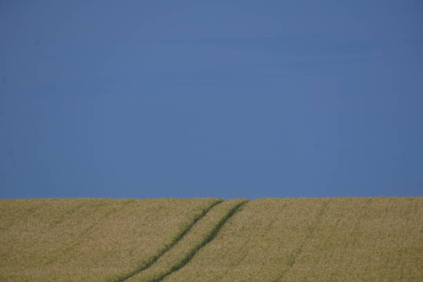 Wheat field on sunny summers day