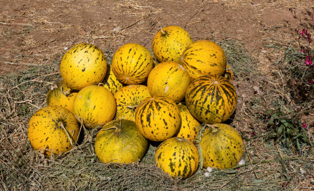 Melons In The Field. stock photo