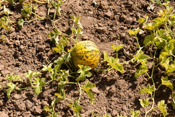 Yellow Melon Growing In The Field