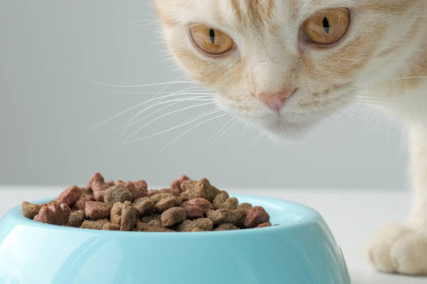 istock Muzzle of red Scottish fold cat near blue bowl with dry feed close up 1424878487