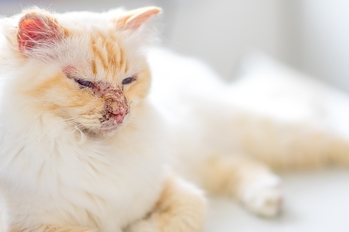 Pemphigus- autoimmune disease in a sacred Birman cat