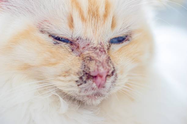 istock Pemphigus- autoimmune disease in a sacred Birman cat 1424880632