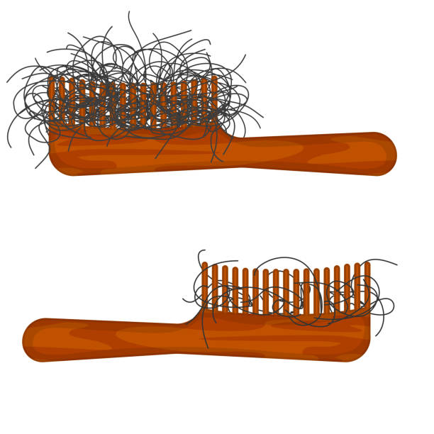 Hairy combs showing stages of hair loss Hairbrush with hair stuck in the bristle. Lost hair strands on a comb. Excessive hair fall problem. Alopecia symptom concept. Vector illustration. hair strands stock illustrations