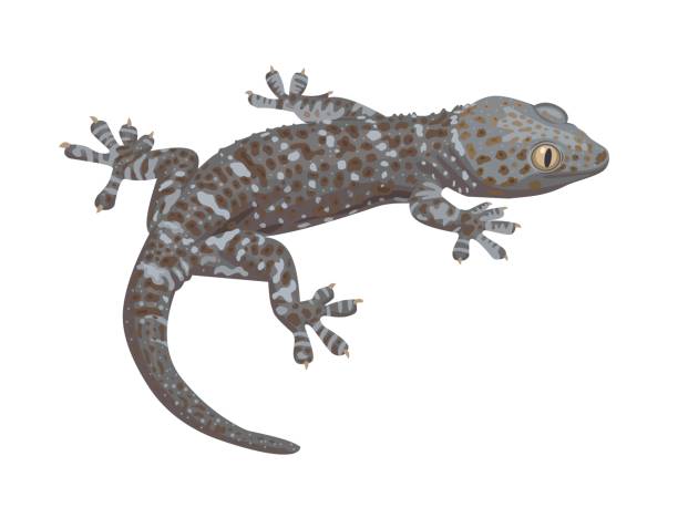 Gecko Vector illustration, a gecko isolated on a white background. tokay gecko stock illustrations