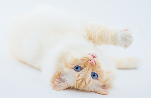 Studio shot - white sacred Birman cat lying playfully on its back, cropped in front of white background