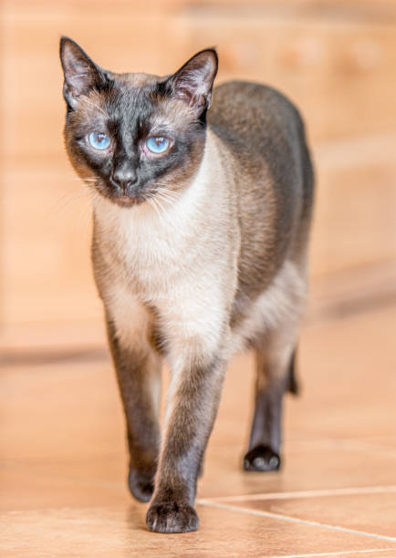 istock Siamese cat with blue eyes runs head-on towards camera 1424882654