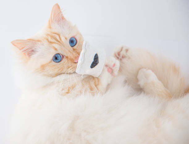 holy birman tomcat studio shot- cropped cuddly tomcat in front of white background