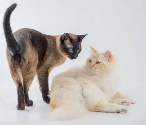 Studio shot - white sacred Birman and dark sacred Siamese tomcat act together in front of white background