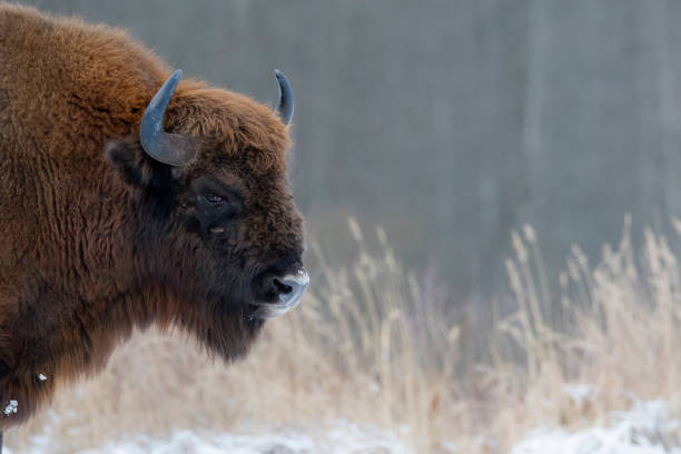 European Bison Ox One Animal American Bison Stock Photos, Pictures & Royalty-Free Images - iStock European Bison Ox One Animal American Bison Stock Photos, Pictures & Royalty-Free Images - iStock