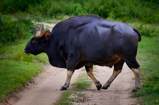 gaur (Bos gaurus) also known as the Indian bison