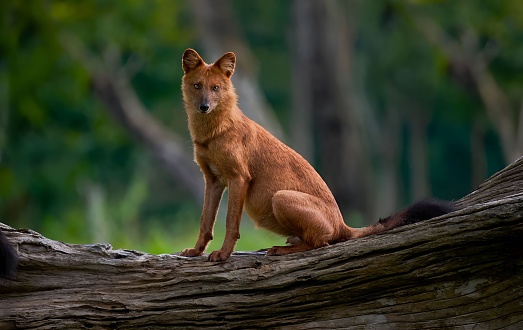 Portrait of dhole (Cuon alpinus)