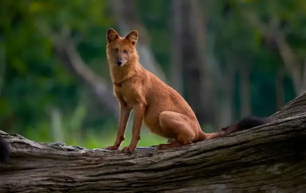 Photo of Portrait of dhole (Cuon alpinus)