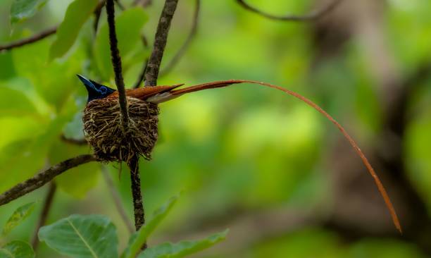Indian paradise flycatcher (Terpsiphone paradisi) Indian paradise flycatcher (Terpsiphone paradisi) eutrichomyias rowleyi stock pictures, royalty-free photos & images