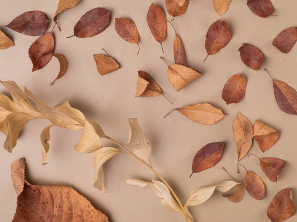 istock Flat lay composition with pattern of autumn leaves , Natural nude, beige 1424883275