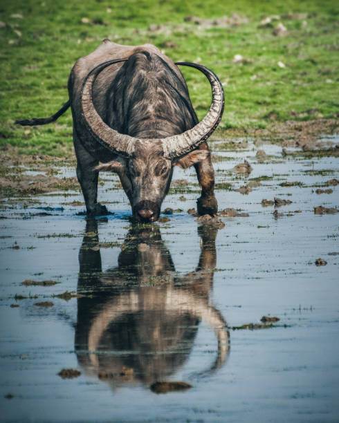 bufalo d'acqua selvatico (bubalus arnee) - buffalo bayou foto e immagini stock