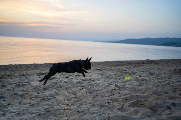 French Bulldog chasing the ball on beach during sunset