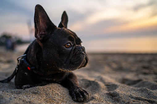 Cute little French Bulldog on beach
