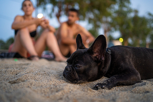 Young tired French Bulldog lying on sand at beach, young couple is in background
