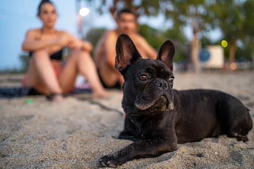 Young French Bulldog lying on sand at beach, young couple is in background