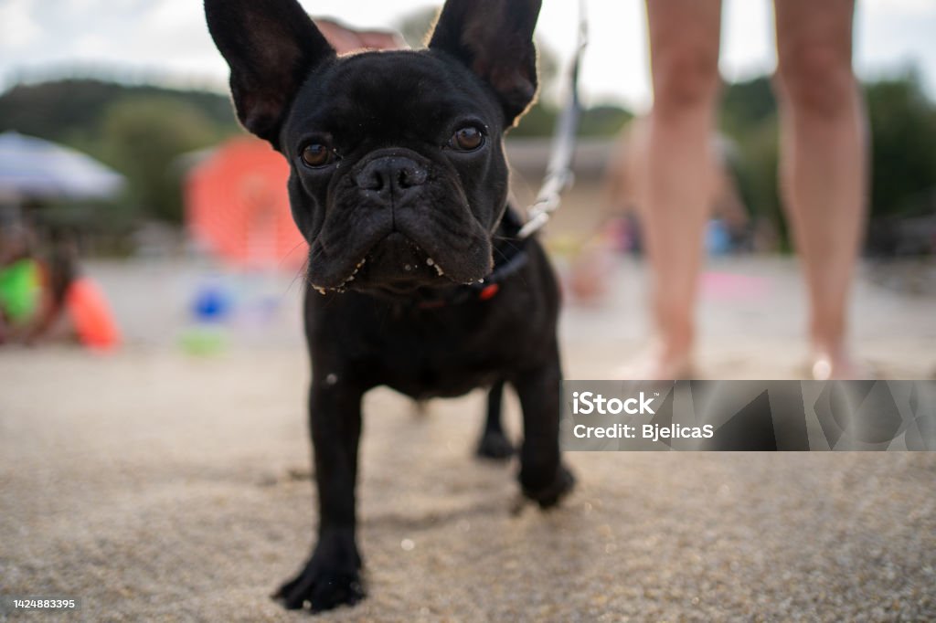 Little French Bulldog enjoying summer day on beach 25-29 Years Stock Photo