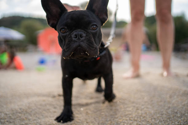 Little French Bulldog enjoying summer day on beach stock photo