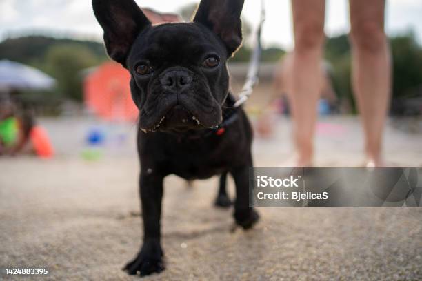 Little French Bulldog Enjoying Summer Day On Beach Stock Photo - Download Image Now - 25-29 Years, Adult, Adults Only