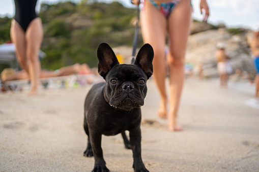 Little French Bulldog enjoying summer day on beach