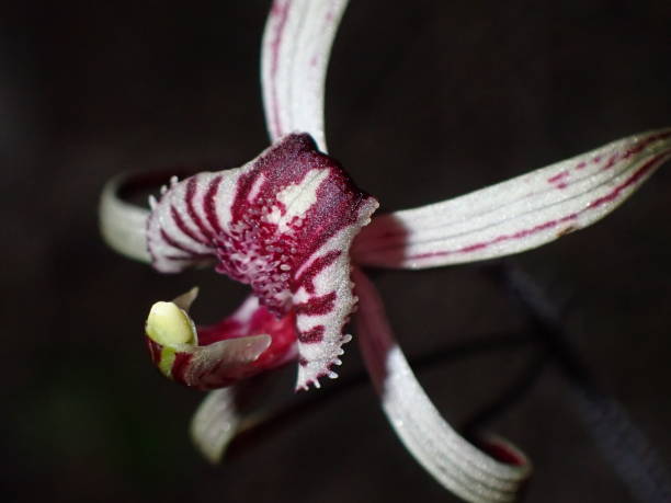 istock Drooping spider orchid in flower 1424885091