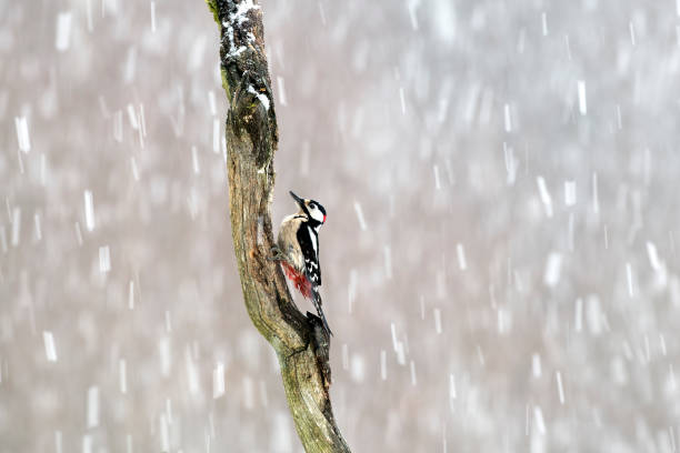 Great spotted woodpecker (Dendrocopos major) knocks on a dry tree, Poland, Europe Great spotted woodpecker (Dendrocopos major) knocks on a scrawny tree in the jungle of Bialowieza National Park in Poland, Europe dendrocopos major great spotted woodpecker in the snow stock pictures, royalty-free photos & images
