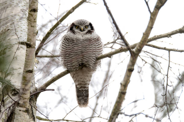 coruja-do-norte (surnia ulula) à procura em bialowieza, polônia, europa, norte da europa - northern hawk owl - fotografias e filmes do acervo