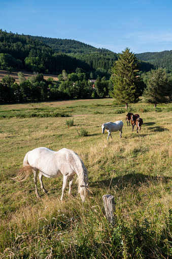 horses in early morning countryside near saint diÃ© in french vosges under blue sky in summer