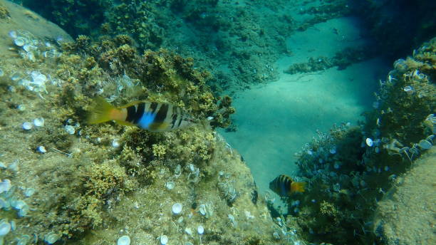 istock Painted comber (Serranus scriba) undersea, Aegean Sea, Greece, Halkidiki 1424885593