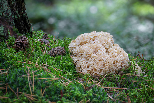 Detail shot of edible mushroom Sparassis crispa sometimes called cauliflower fungus - Czech Republic, Europe