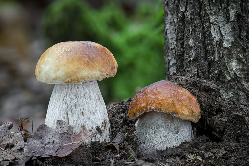 Detail shot of two amazing cep mushrooms in forest - Czech Republic, Europe