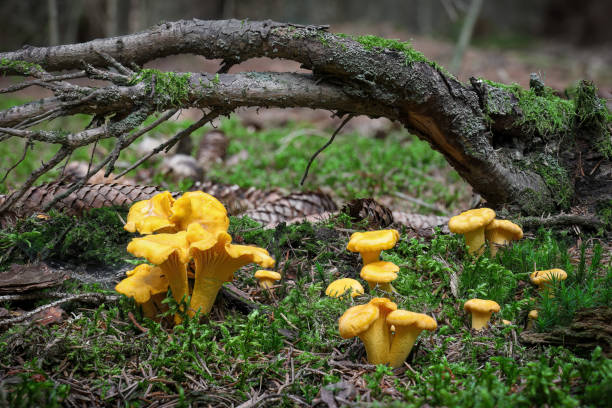 old spruce forest and group of edible girolle mushrooms - horoz mantarı stok fotoğraflar ve resimler