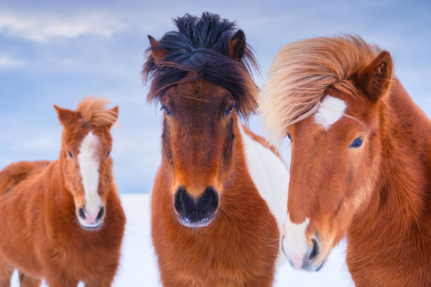 caballos en islandia. caballos salvajes en grupo. caballos en el fiordo oeste en islandia. composición con animales salvajes. viaje -imagen - horse iceland winter snow fotografías e imágenes de stock