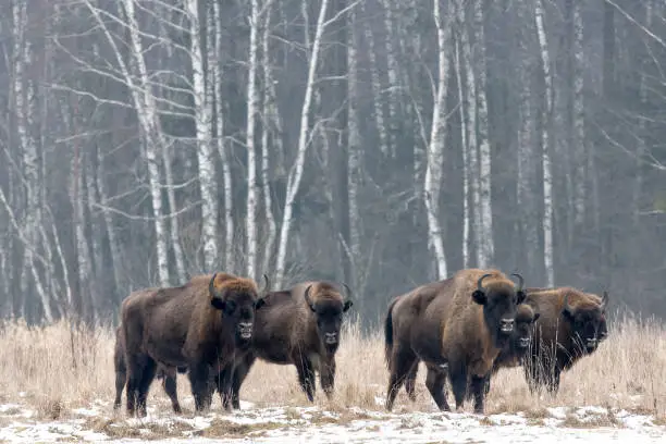 European bison (Bos bonasus) (The European bison) migrates through the primeval forest of Bialowieza in Poland, Europe