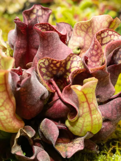 Colorful carnivorous plant Sarracenia rosea or Burk's southern pitcher plant close up.