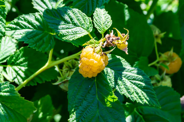 istock Photography on theme beautiful berry branch raspberry bush 1424891546