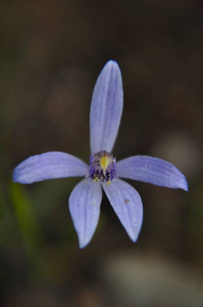 istock Blue beard fairy orchid 1424891920