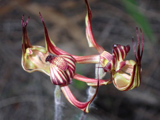 istock Impressive detail of two Lazy Spider orchids 1424892240