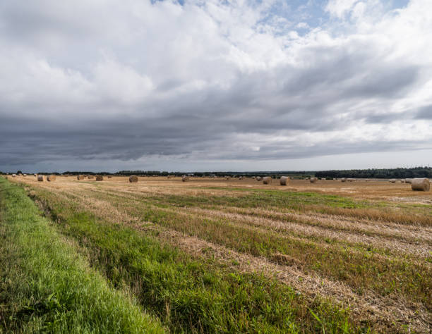 istock Straw bales, Jutland, Denmark 1424892443