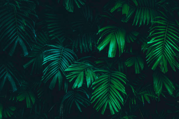 istock tropical leaves, abstract green leaf texture in garden, nature background 1424892817